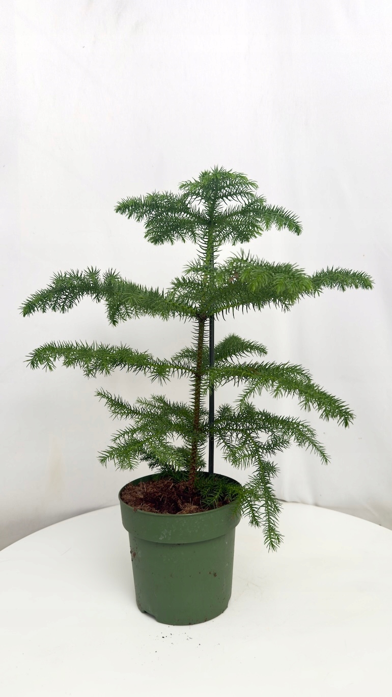 Araucaria heterophylla