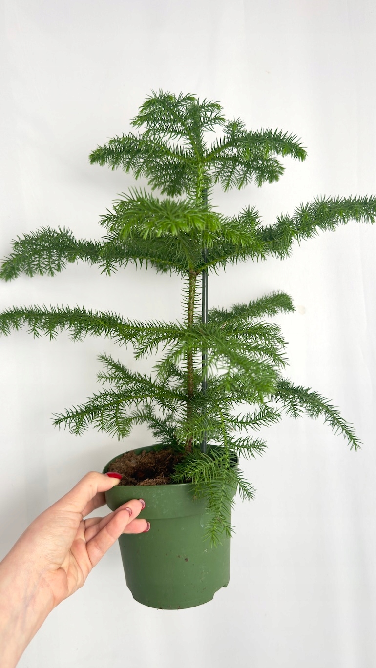 Araucaria heterophylla