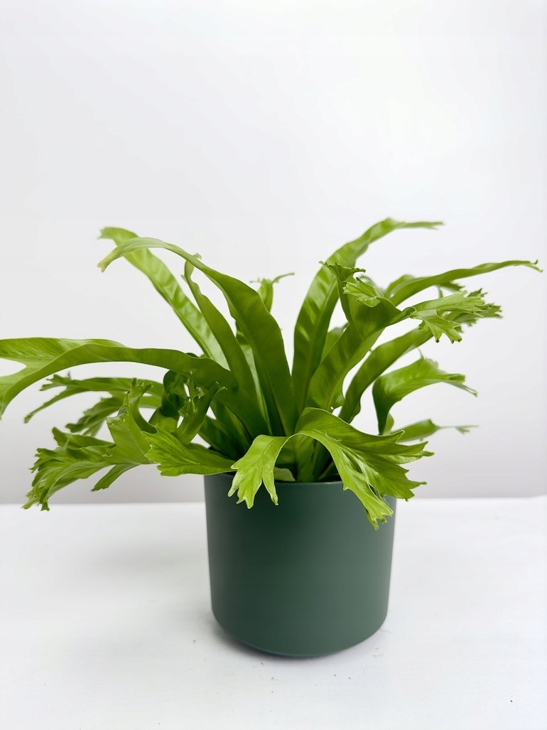Asplenium Nidus Crissie