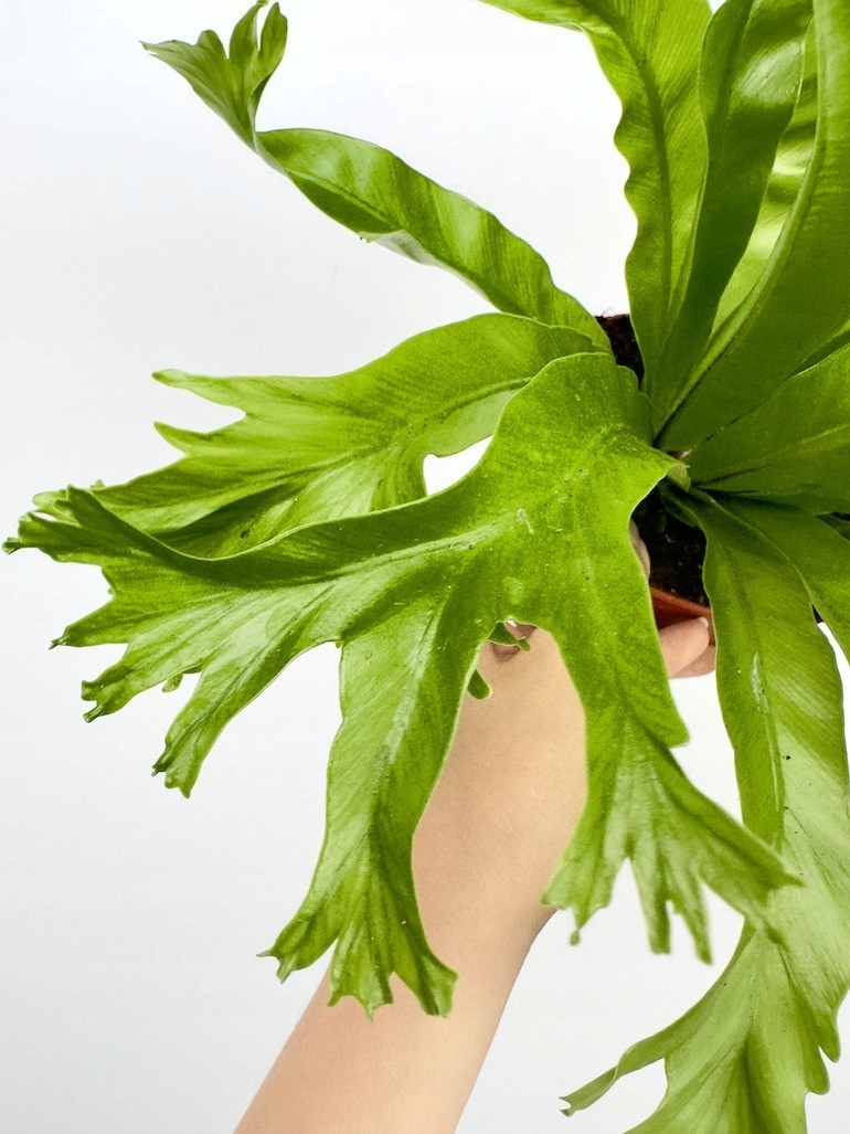 Asplenium Nidus Crissie