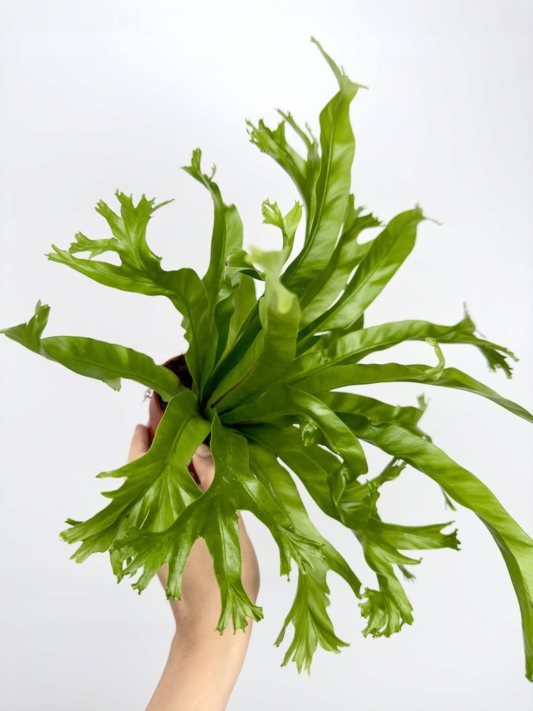 Asplenium Nidus Crissie