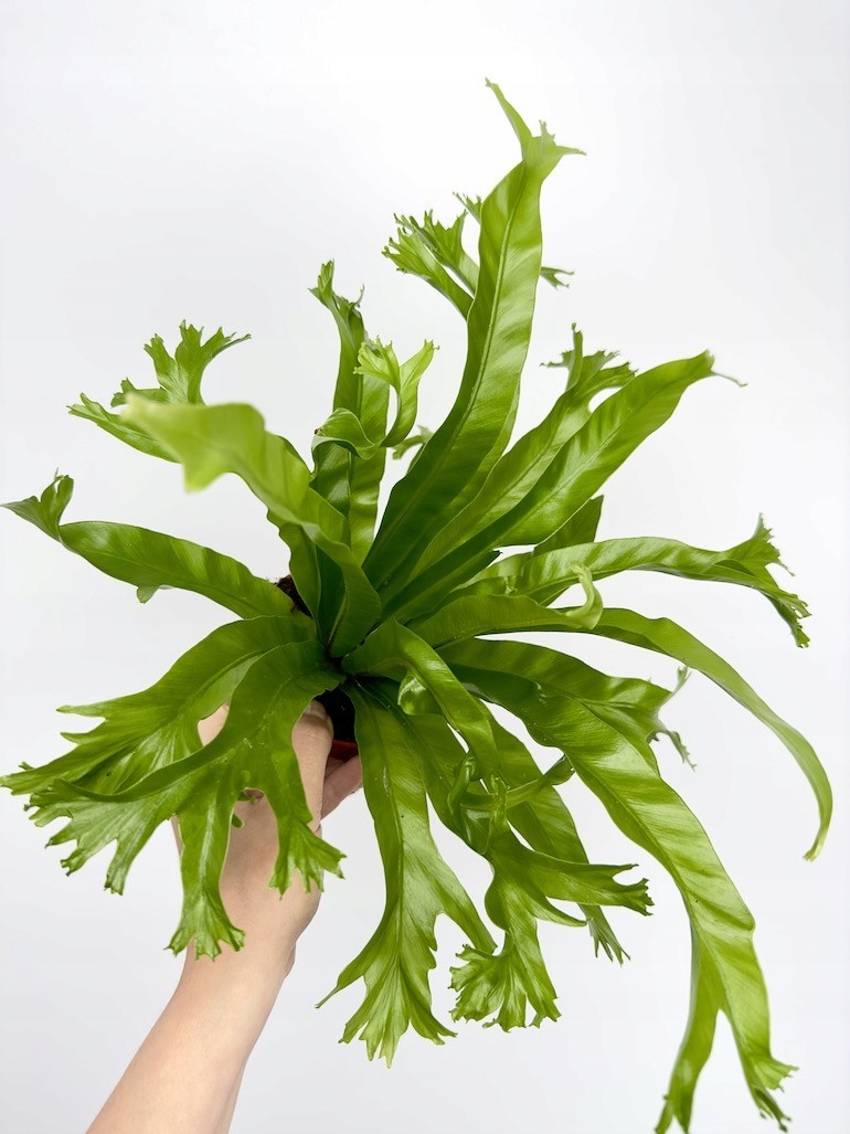Asplenium Nidus Crissie