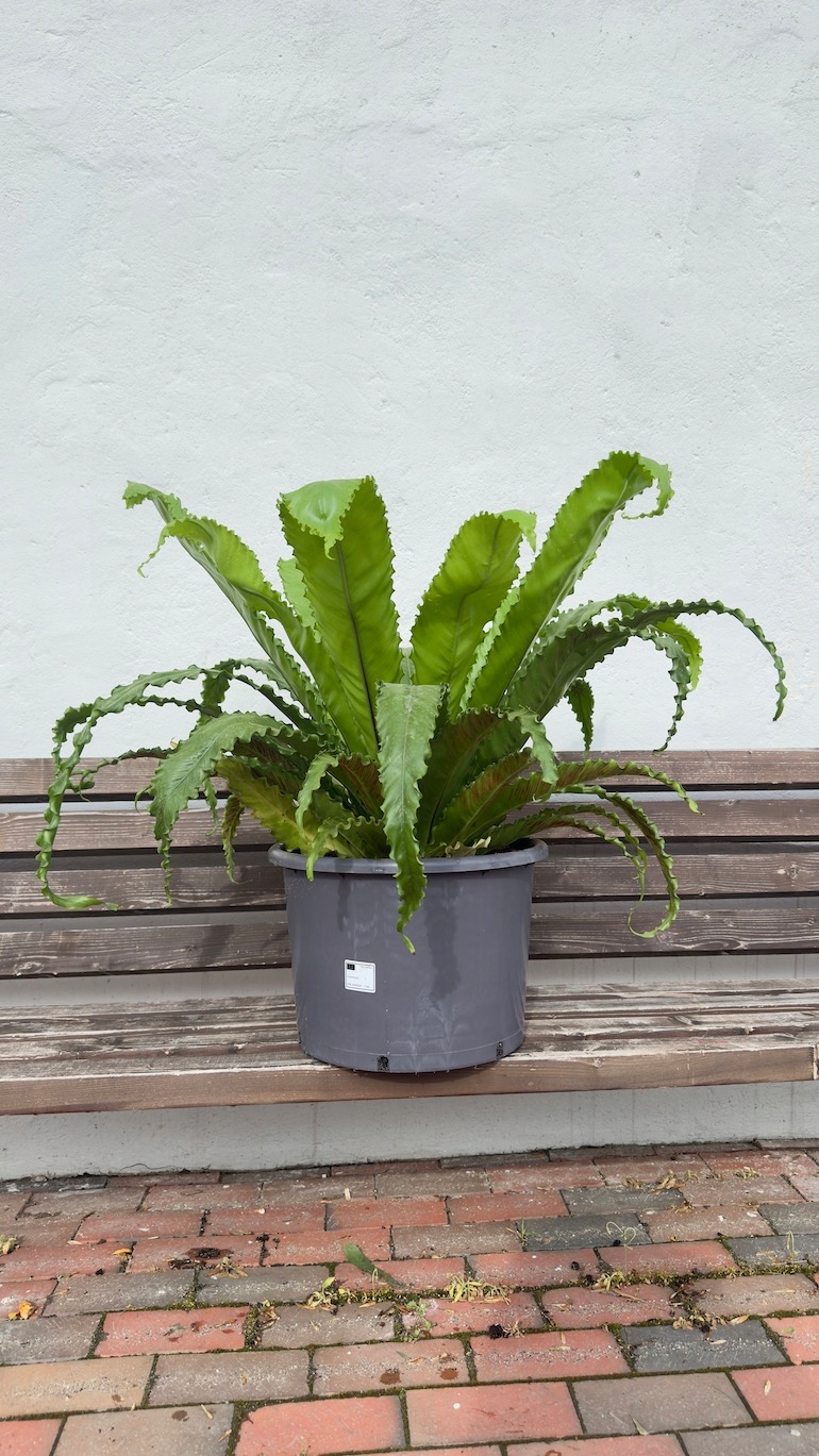 Asplenium Osaka 30/60 cm