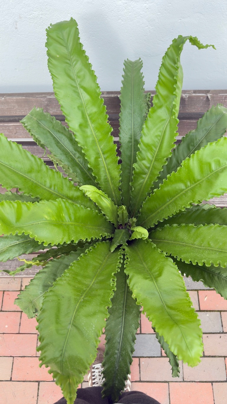 Asplenium Osaka 30/60 cm