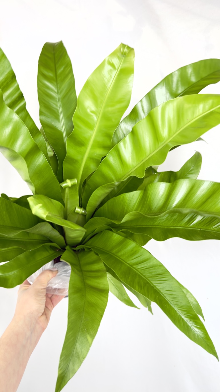 Asplenium Nidus