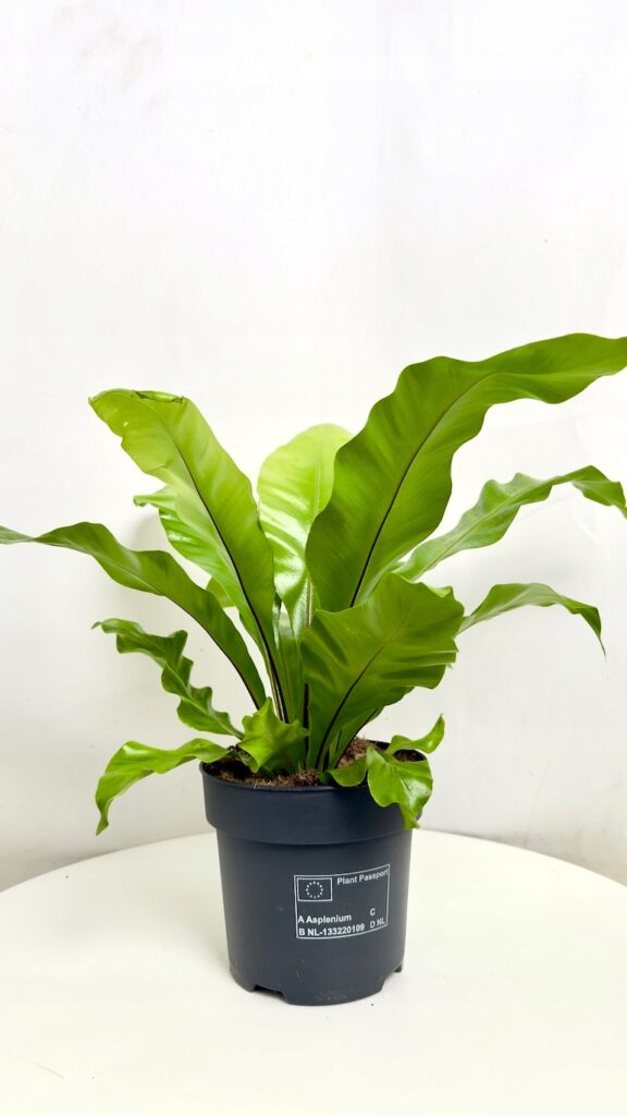 Asplenium nidus, paproć o żywo zielonych, falowanych liściach