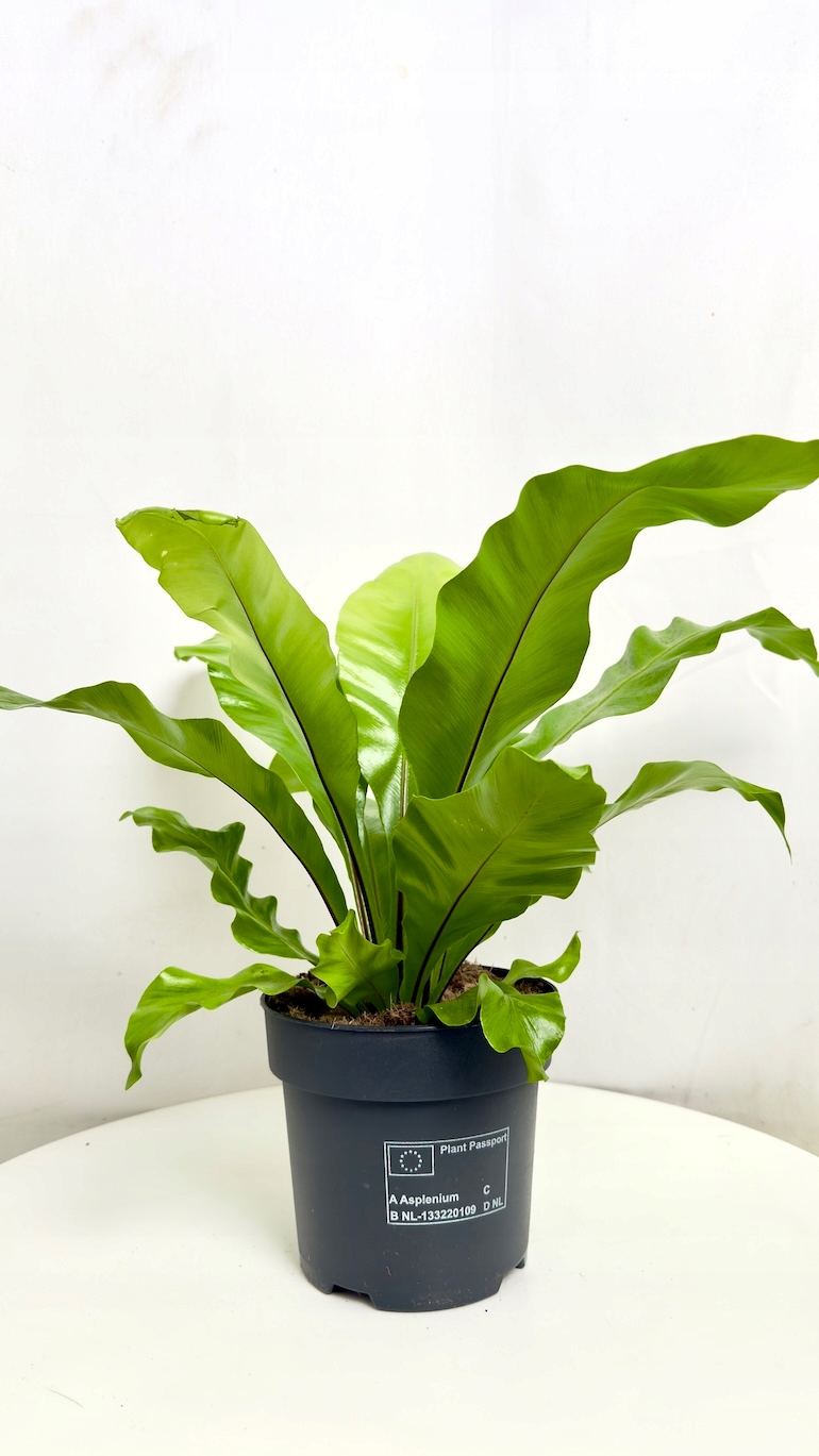 Asplenium Nidus