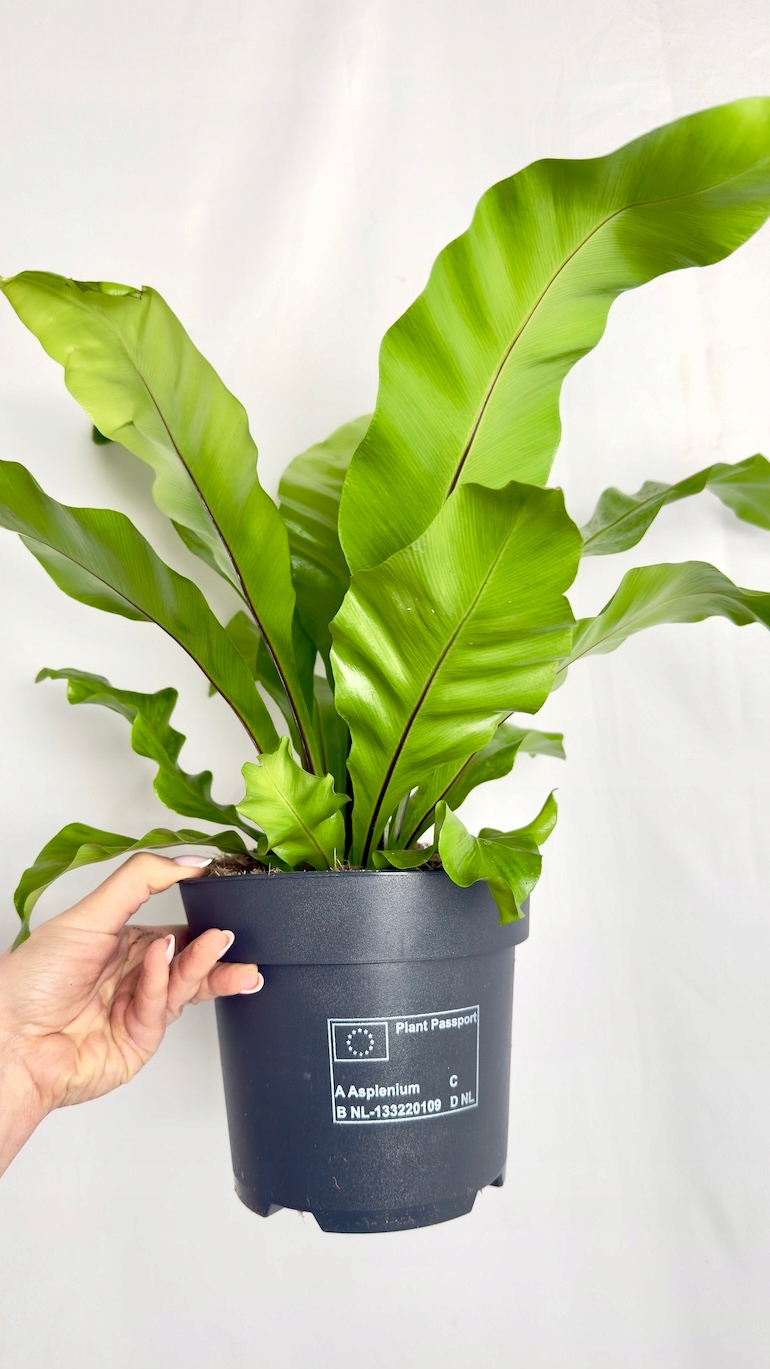 Asplenium Nidus