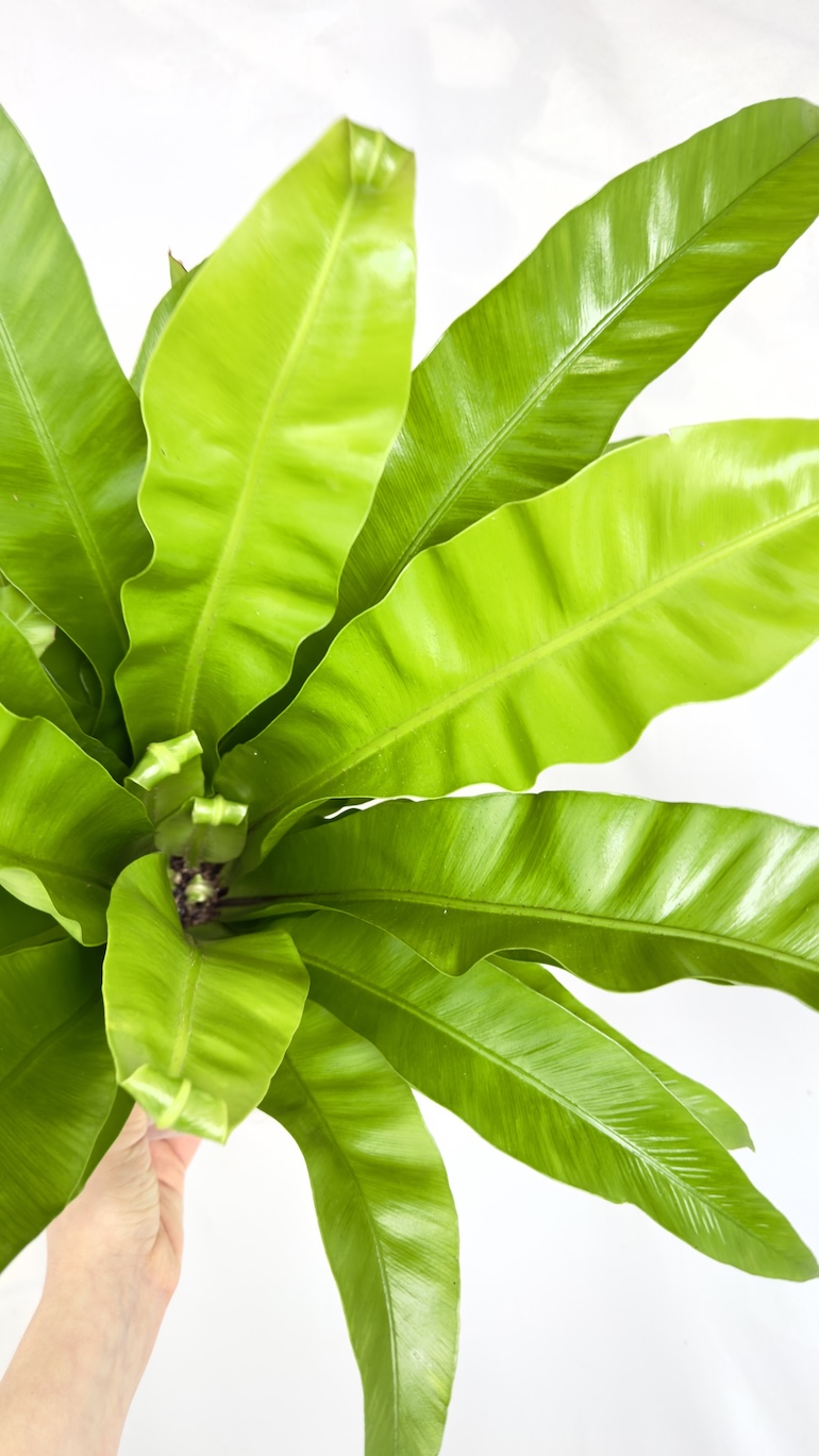 Asplenium Nidus