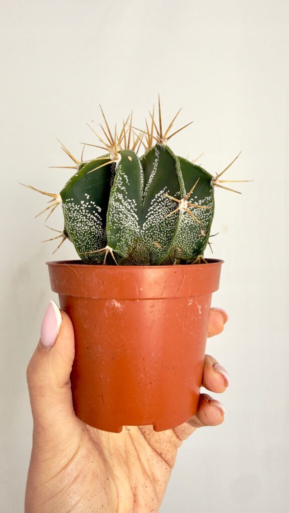 Astrophytum ornatum – kaktus gwiaździsty z białymi punktami w doniczce 8,5 cm