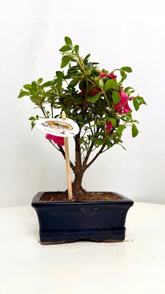 Azalea japonica Bonsai 10/20 cm, azalia japońska bonsai z różowymi kwiatami w dekoracyjnej donicy