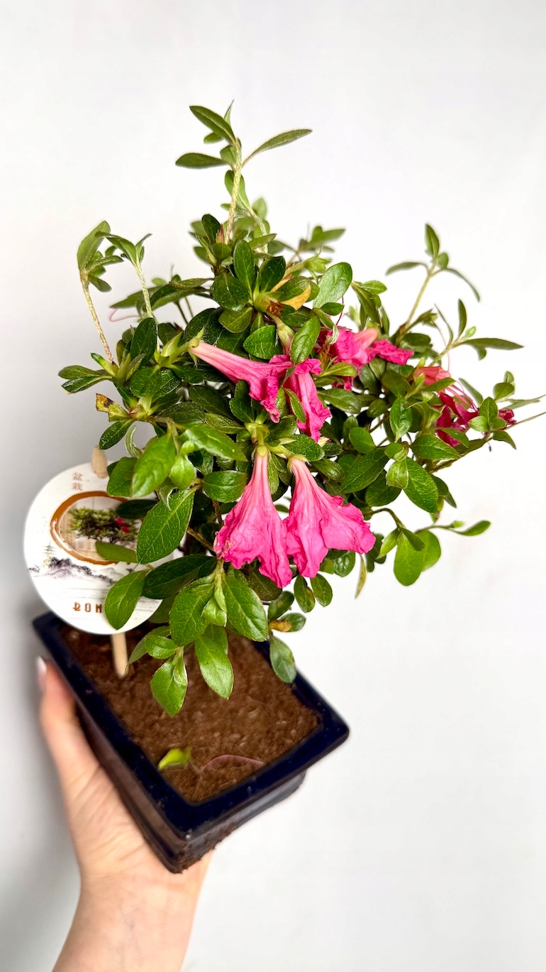 Azalea japonica Bonsai 10/20 cm
