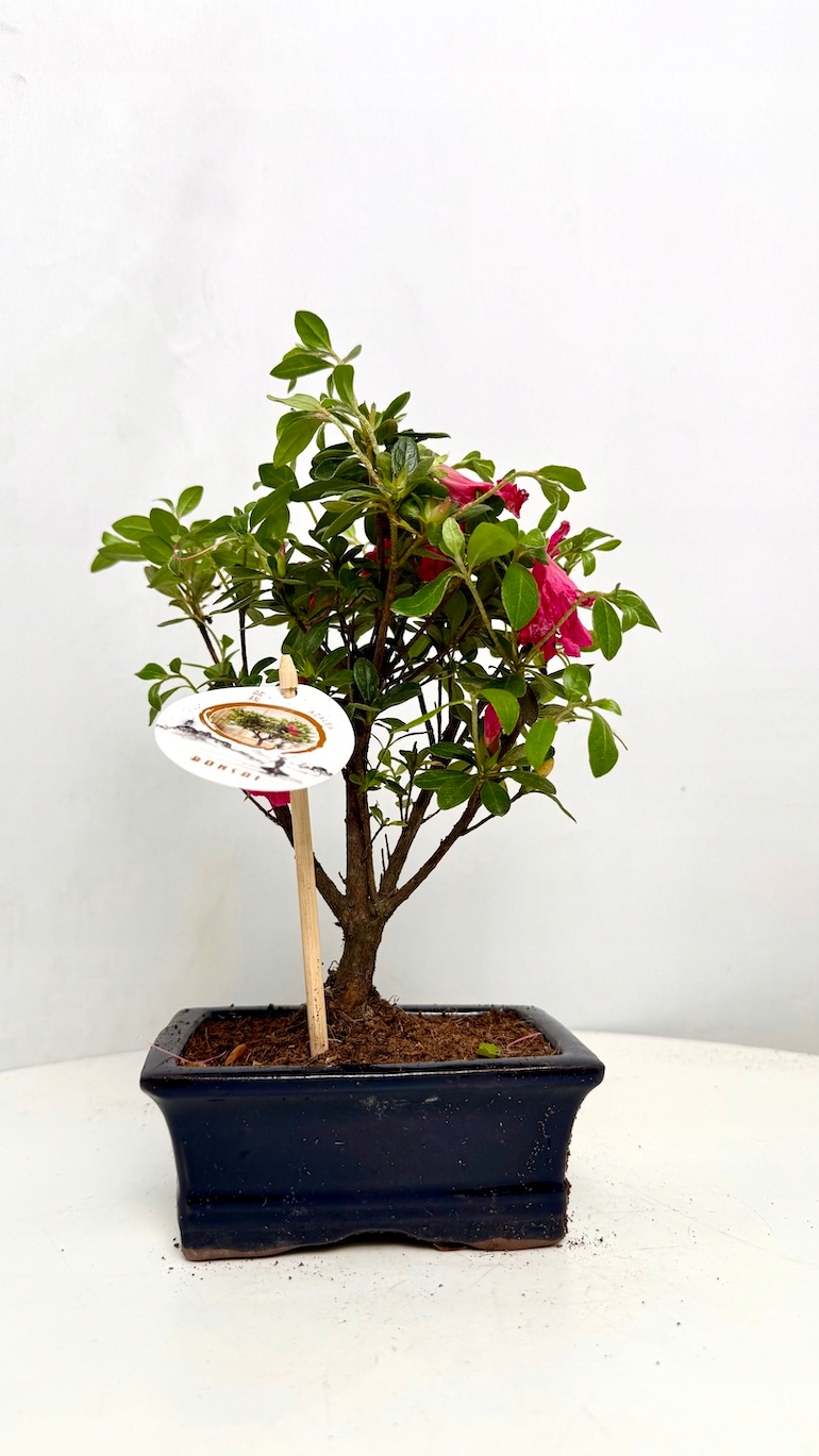 Azalea japonica Bonsai 10/20 cm