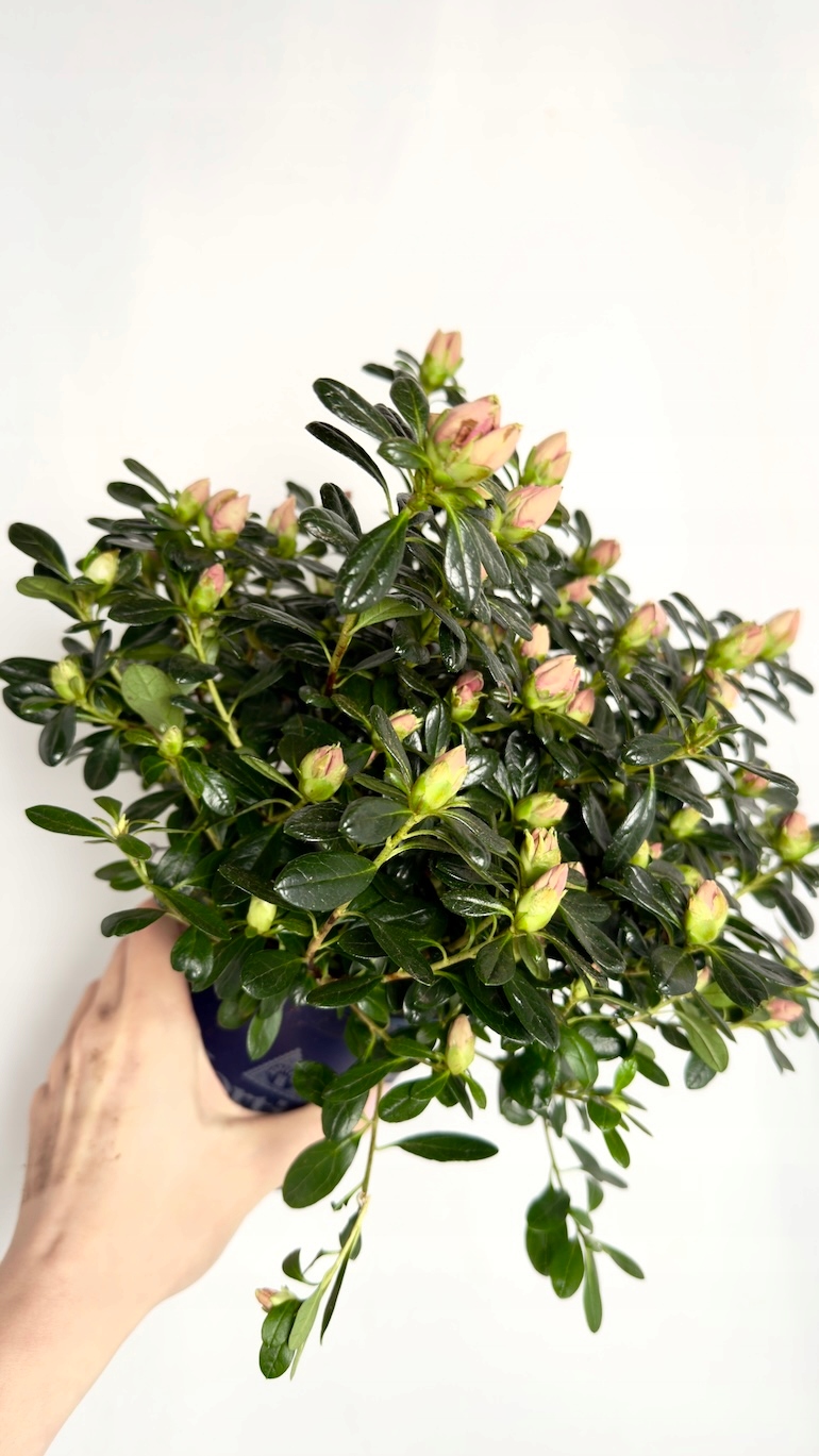 Azalea Cherry Blossom 13/25 cm