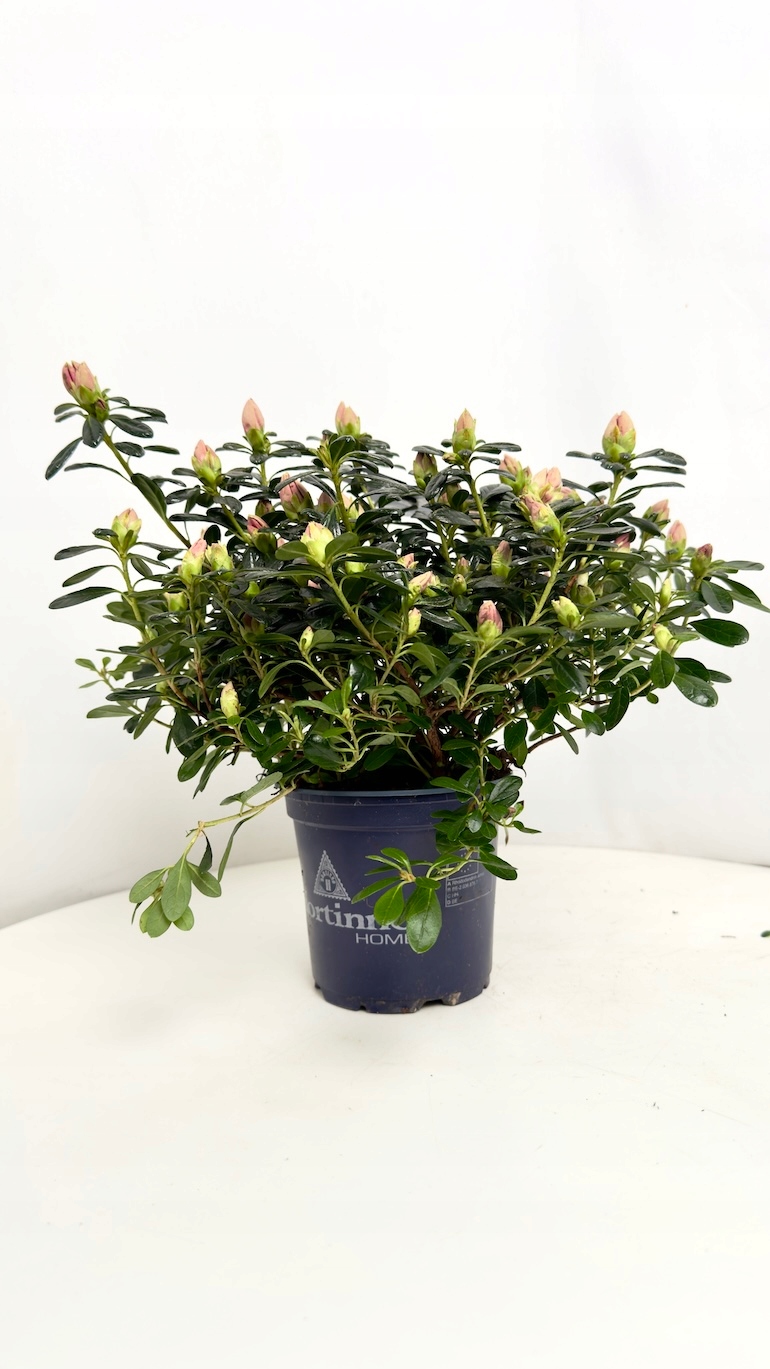 Azalea Cherry Blossom 13/25 cm