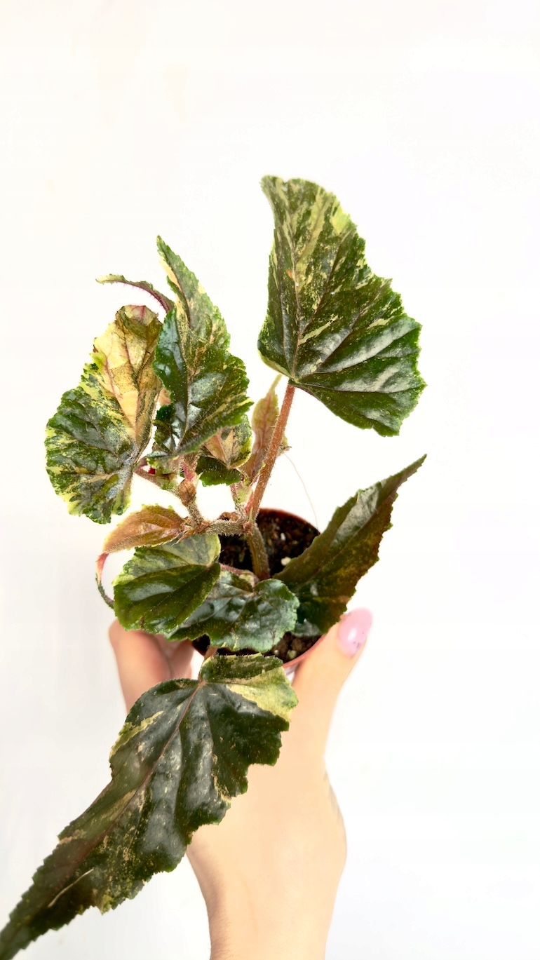 Begonia Ginny Galaxy Variegata 7/15 cm