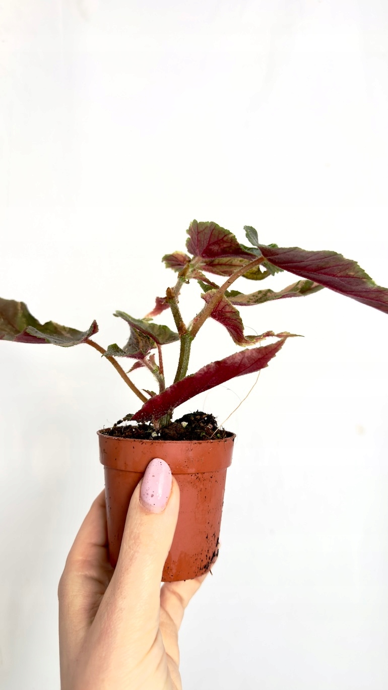 Begonia Ginny Galaxy Variegata 7/15 cm