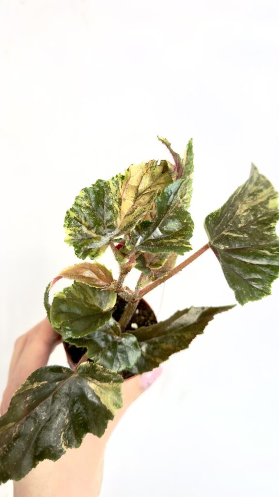 Begonia Ginny Galaxy Variegata mała roślina doniczkowa o marmurkowych liściach z jasną wariegacją w doniczce 7 cm