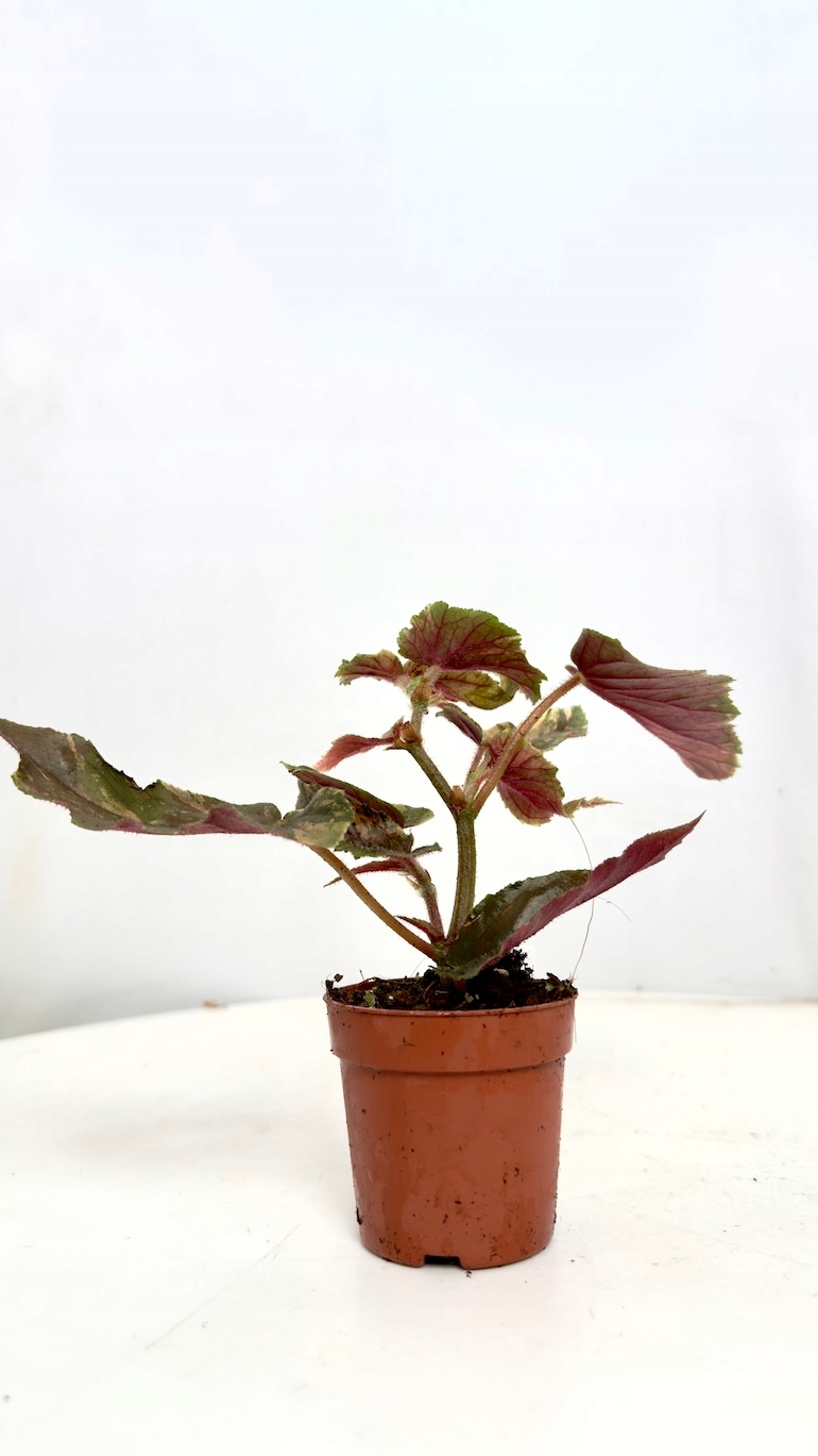 Begonia Ginny Galaxy Variegata 7/15 cm