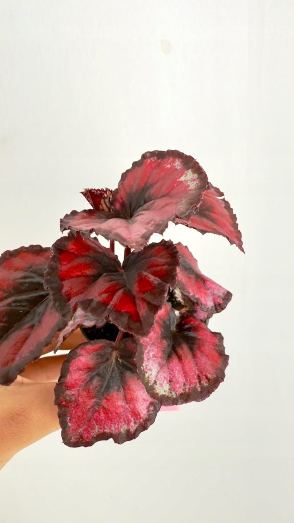 begonia rex red heart o czerwonych liściach z ciemnym obrzeżem i środkiem