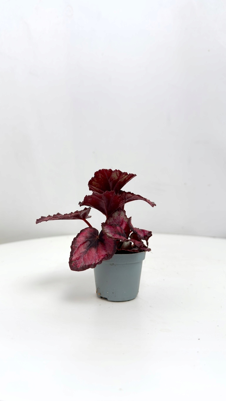 Begonia Rex Red Heart