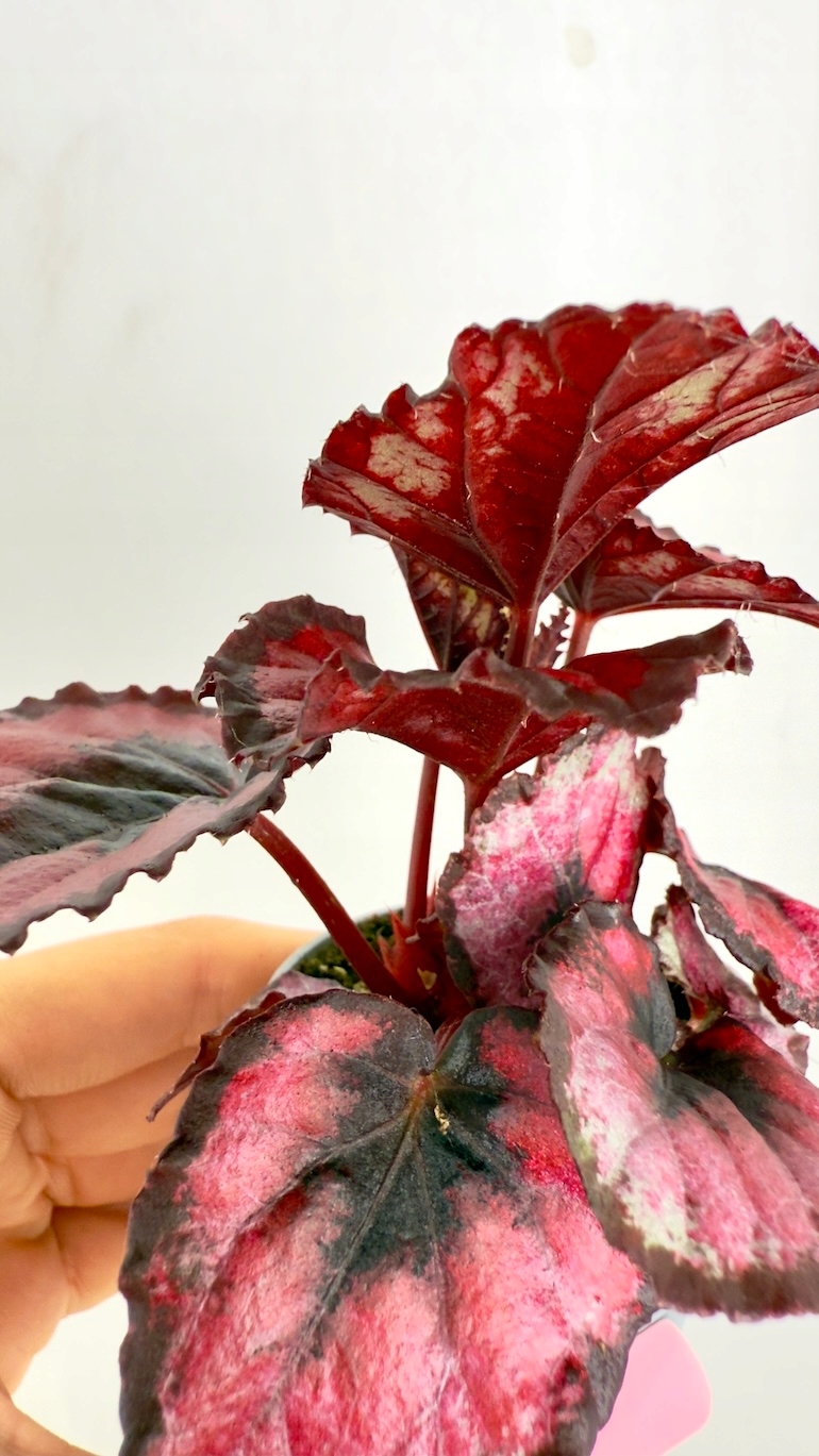 Begonia Rex Red Heart