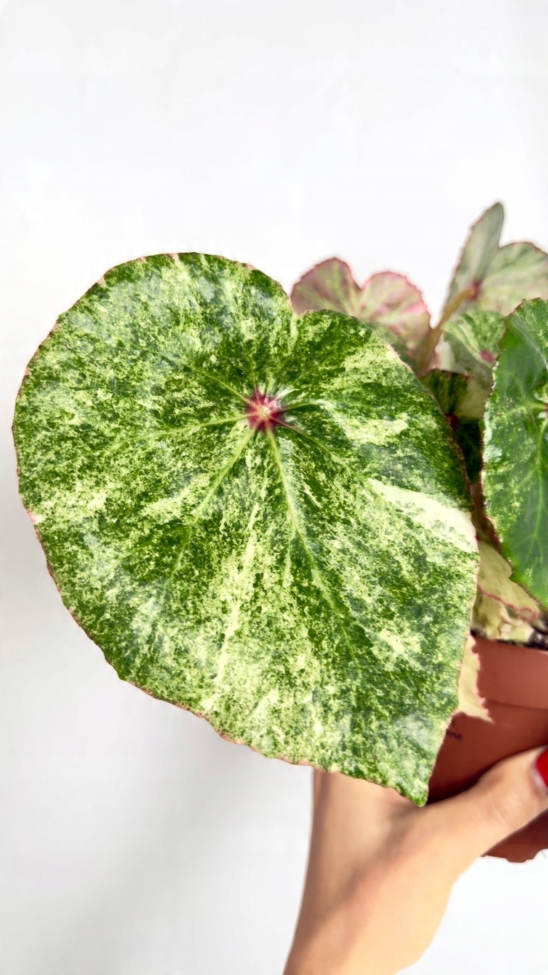 Begonia Rouge Variegated