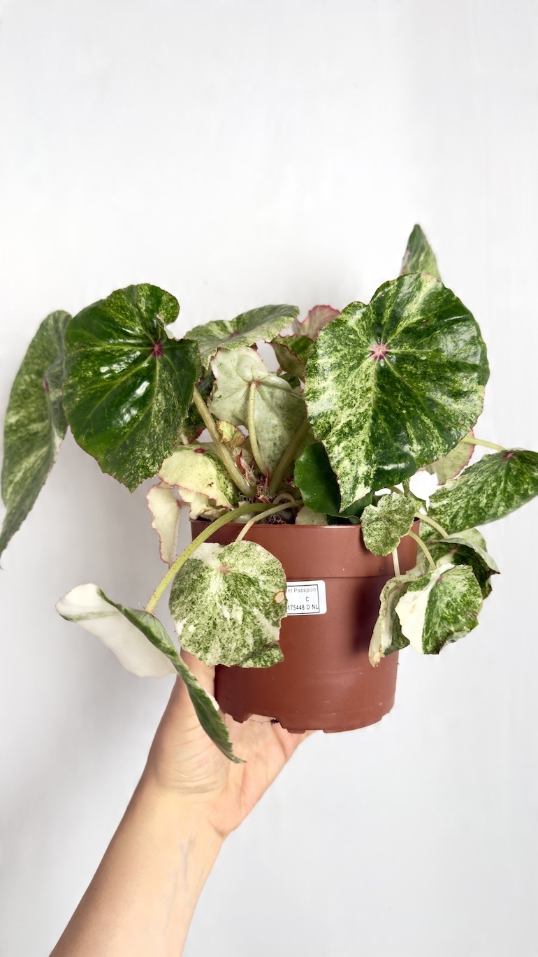 Begonia Rouge Variegated
