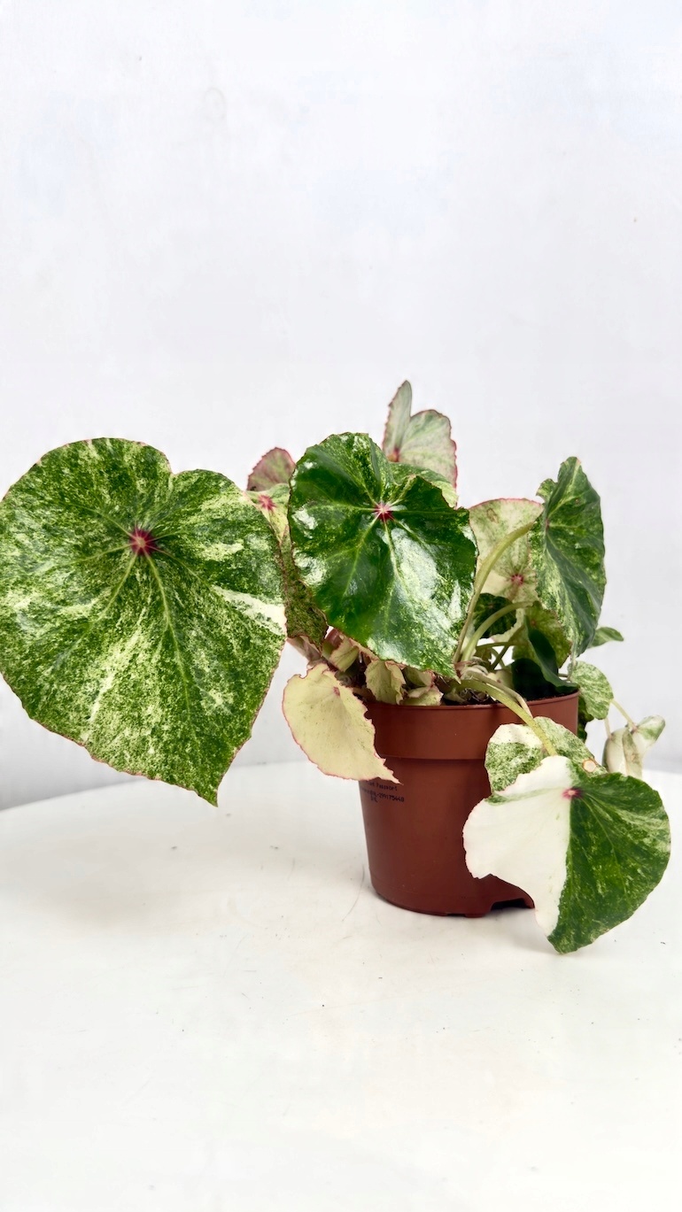 Begonia Rouge Variegated