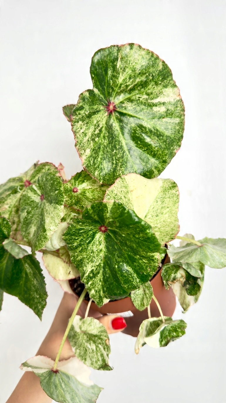 Begonia Rouge Variegated
