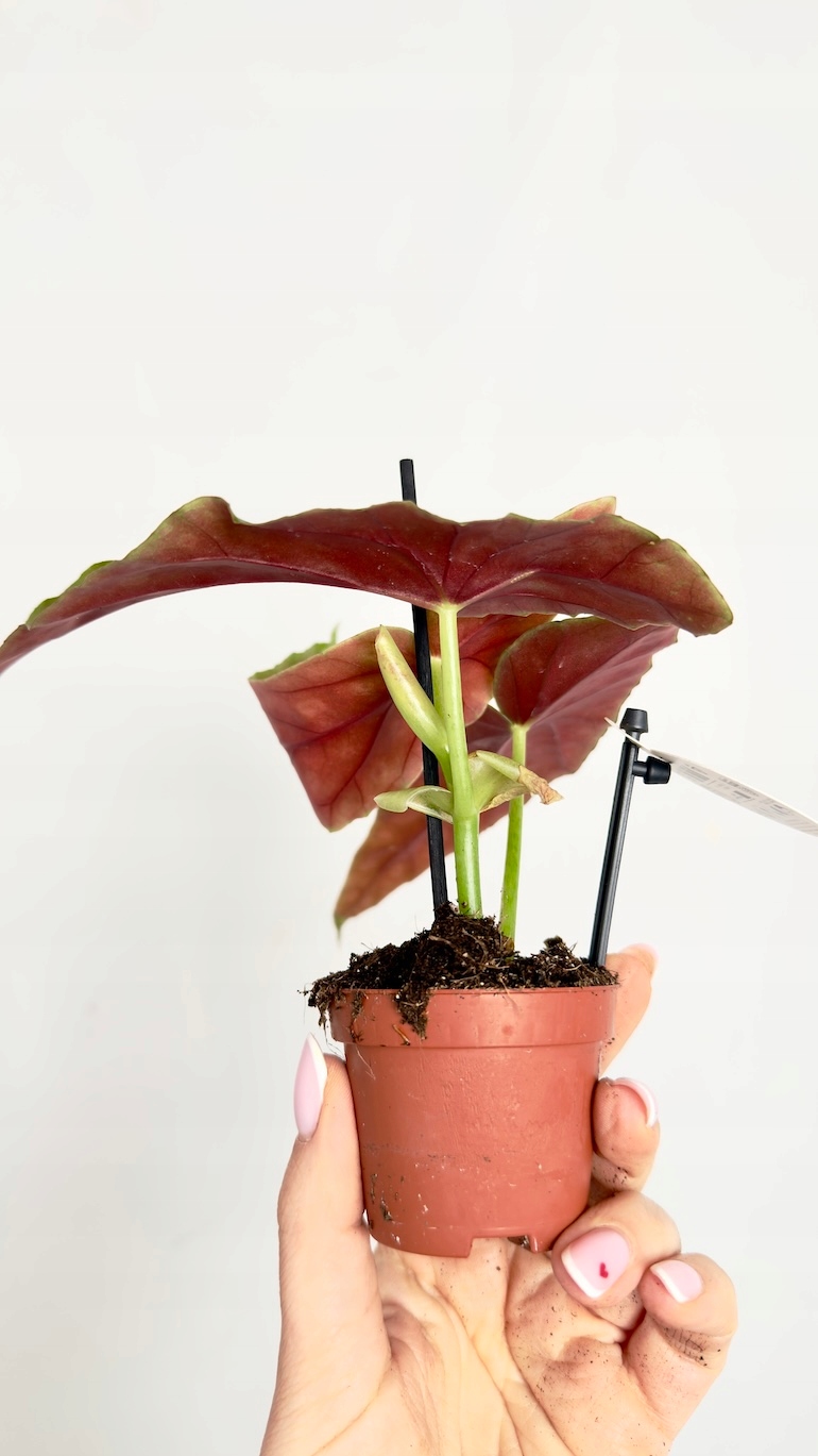 Begonia Silver Spot 6/10cm