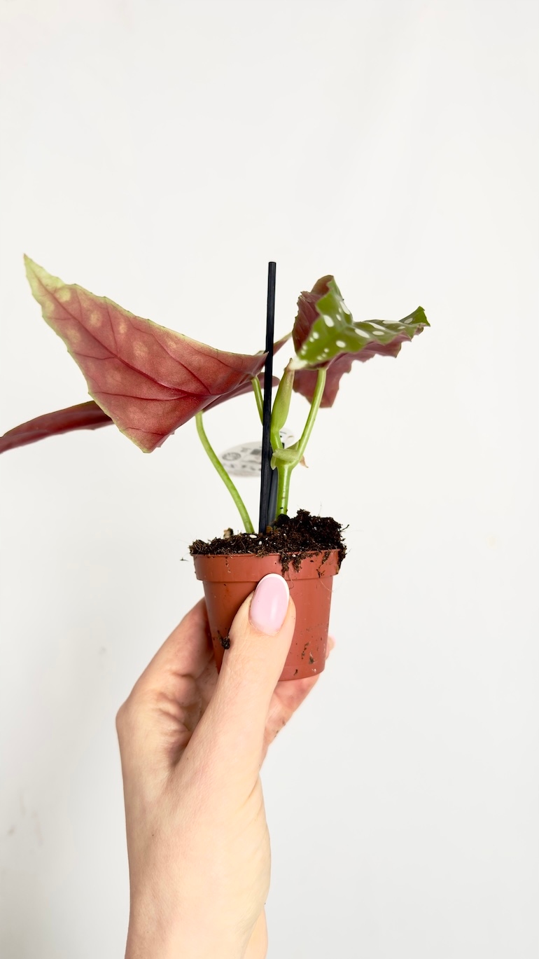 Begonia Silver Spot 6/10cm