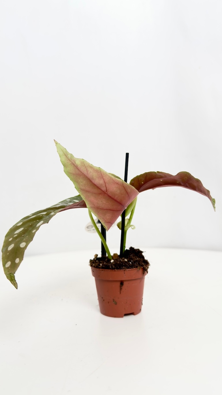 Begonia Silver Spot 6/10cm