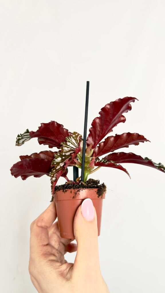 Begonia Wings Ruby 6/15 cm