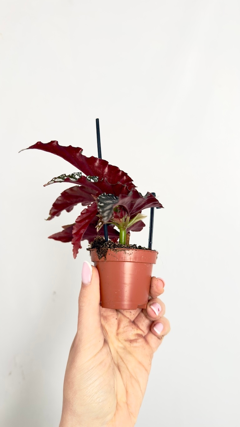 Begonia Wings Ruby 6/15 cm