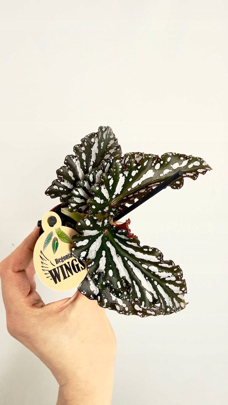 Begonia Wings Ruby 6/15 cm