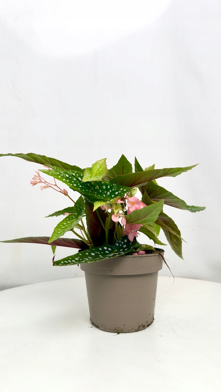 Begonia maculata Wightii 14/40 cm