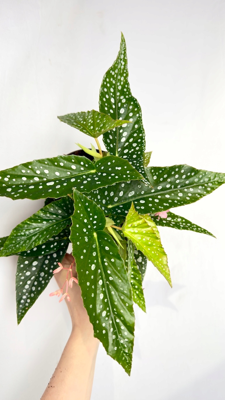 Begonia maculata Wightii 14/40 cm
