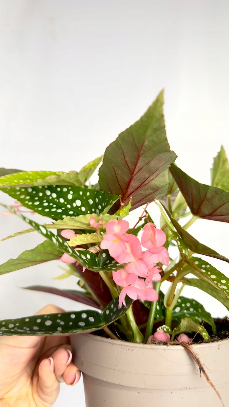 Begonia maculata Wightii 14/40 cm