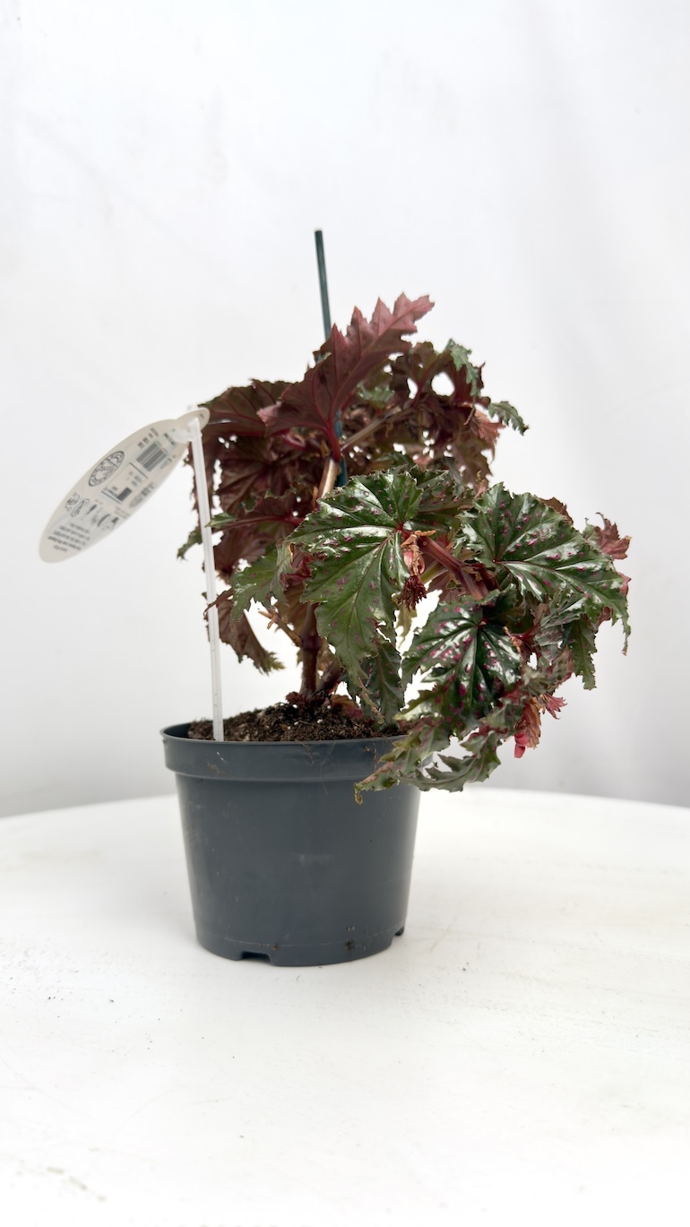 Begonia serratipetala