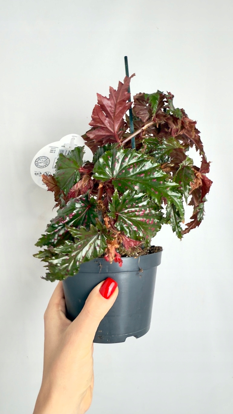 Begonia serratipetala