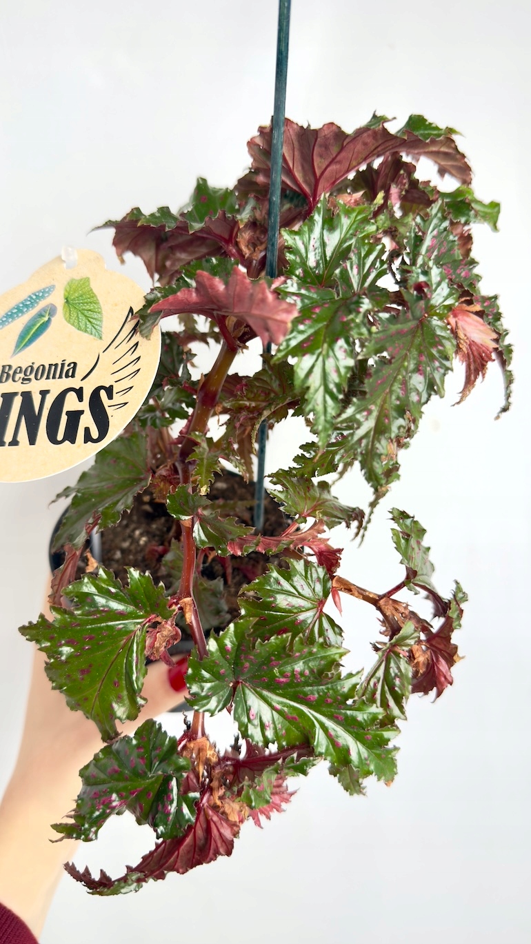 Begonia serratipetala