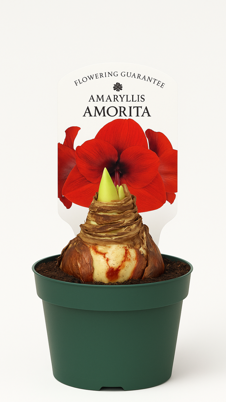 Amarylis Amorita czerwony