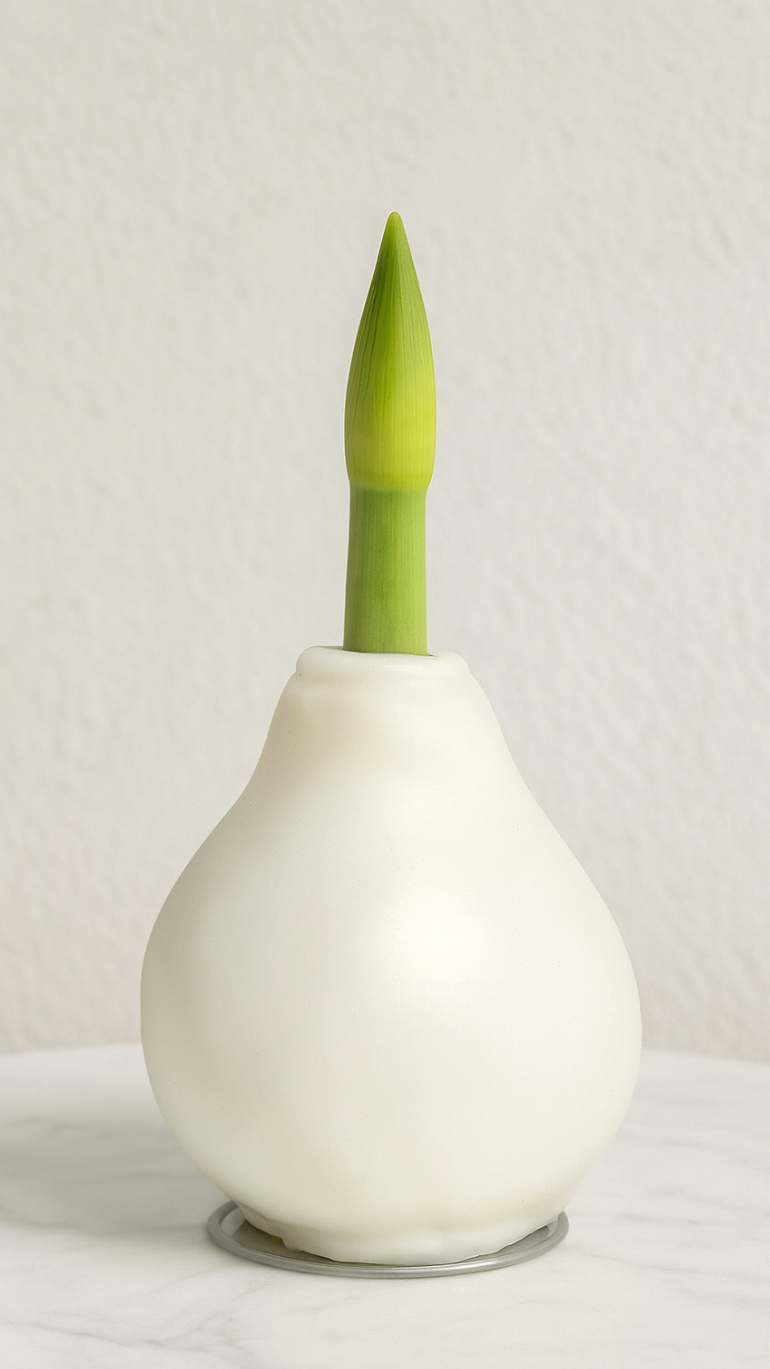 Amarylis w białym wosku