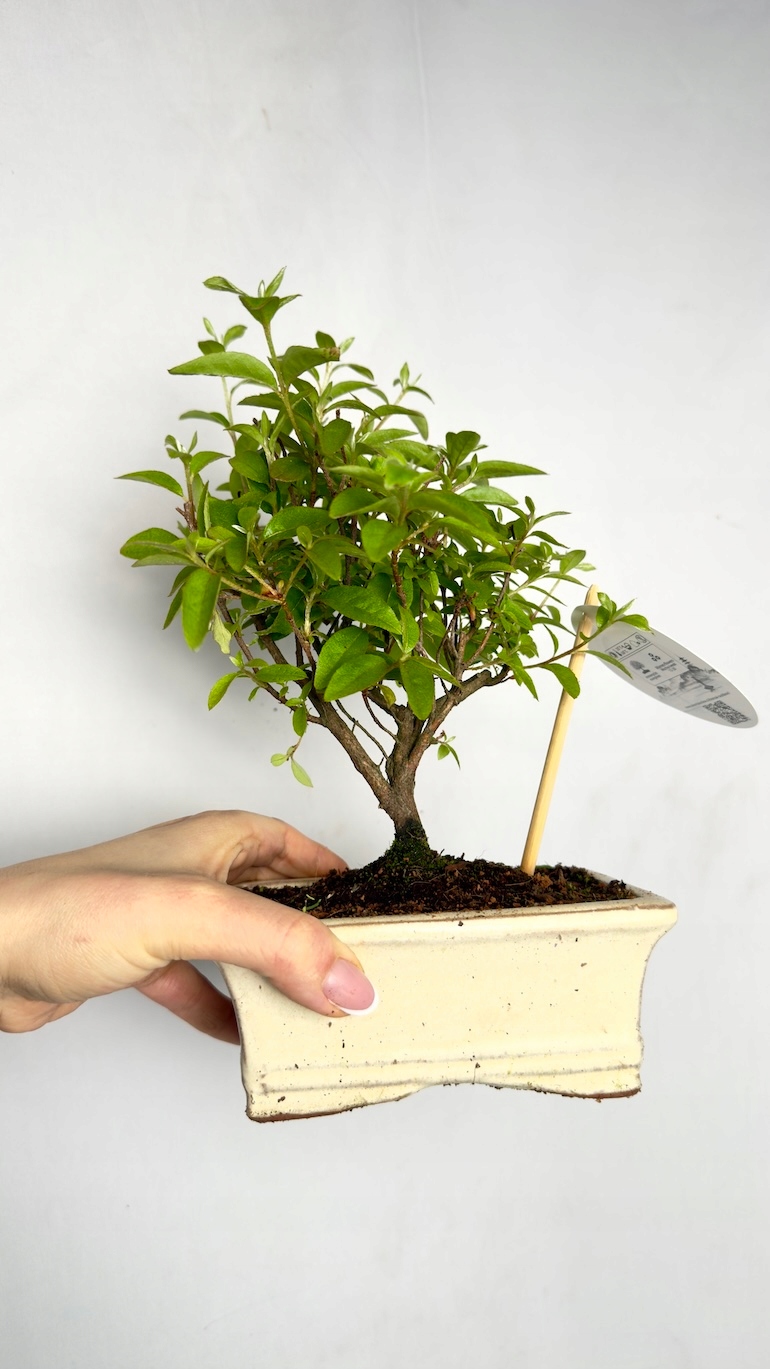 Bonsai Carmona microphylla 10/20 cm
