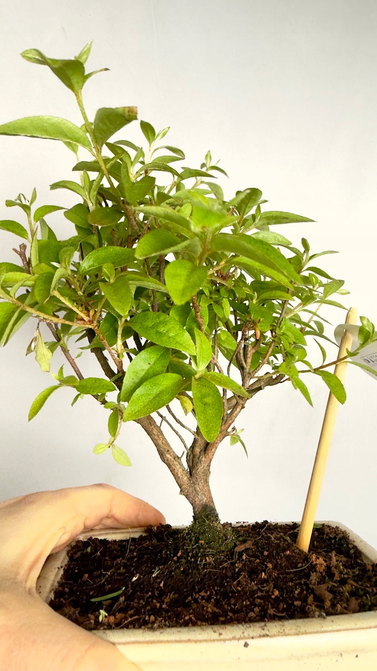 Bonsai Carmona microphylla 10/20 cm