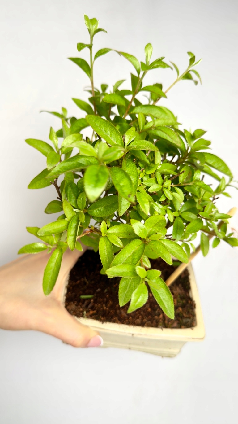 Bonsai Carmona microphylla 10/20 cm