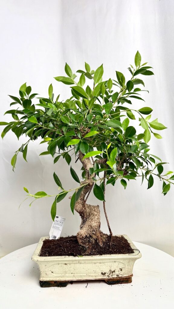 Bonsai Ficus Ginseng 30/50 cm z dekoracyjnym grubym pniem i koroną błyszczących zielonych liści.