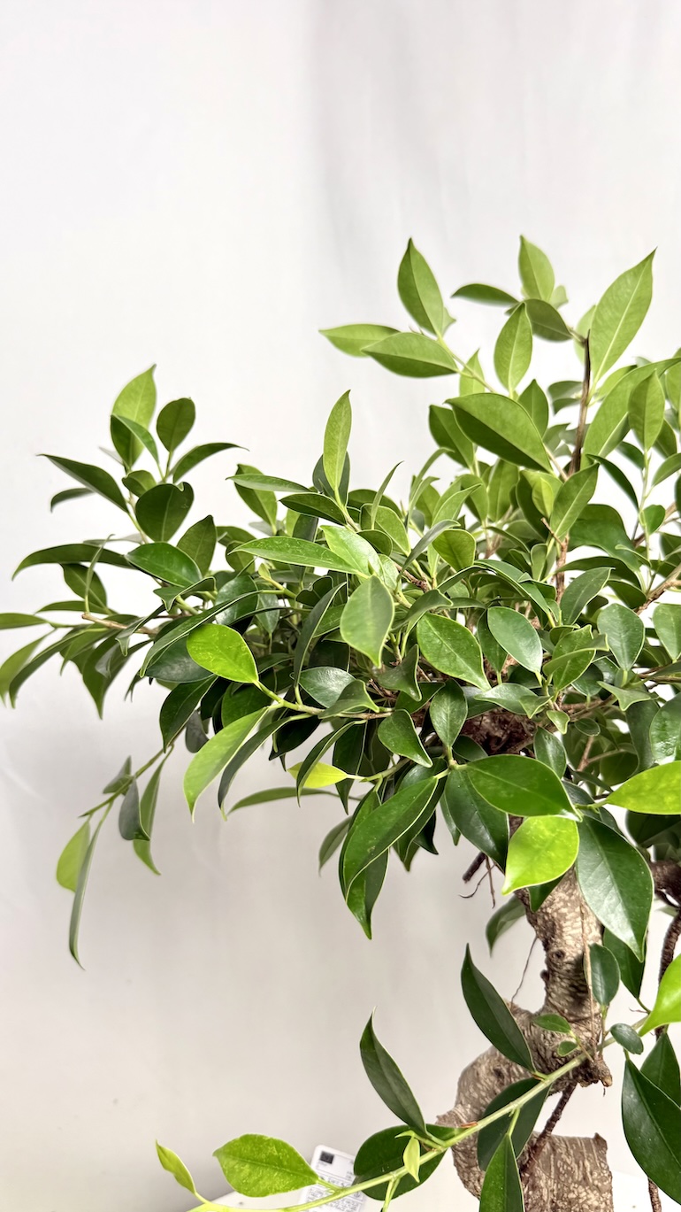 Bonsai Ficus Ginseng 30/50 cm