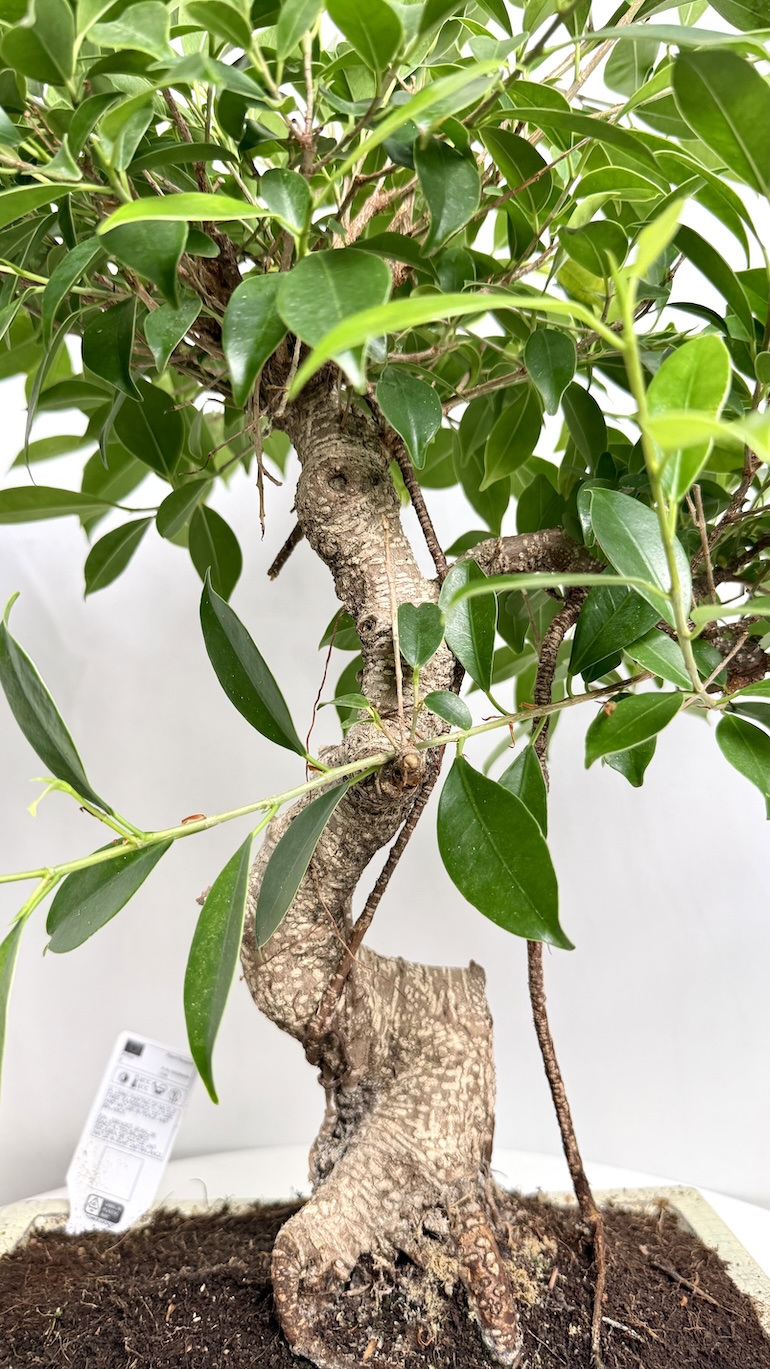 Bonsai Ficus Ginseng 30/50 cm
